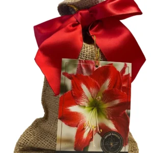 Minerva Amaryllis Bulb Kit - Red & White Flowers, 28/30cm Bulb, Indoor/Outdoor - Image 1