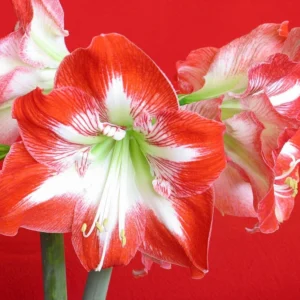 Minerva Amaryllis Bulb - Large Red Winter Blooms, 28-30 cm Circumference, Indoor/Outdoor - Image 2