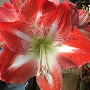 Minerva Amaryllis Bulb - Large Red Winter Blooms, 28-30 cm Circumference, Indoor/Outdoor - Image 1