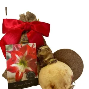 Minerva Amaryllis Growing Kit – Red Bulb with Ceramic Pot & Burlap Bag – 20-24 in Tall - Image 2
