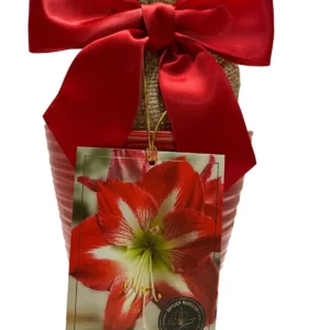Minerva Amaryllis Growing Kit – Red Bulb with Ceramic Pot & Burlap Bag – 20-24 in Tall - Image 1