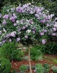 Minerva Rose of Sharon Althea Live Plant – 1 Gallon Pot – Outdoor Flowering Shrub - Image 2