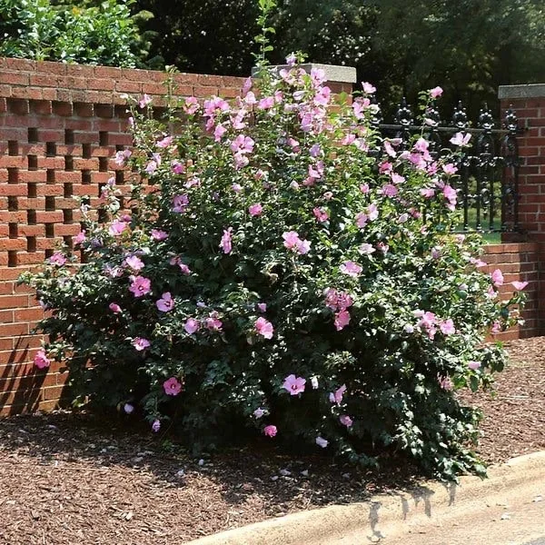 Minerva Rose of Sharon Althea Live Plant – 1 Gallon Pot – Outdoor Flowering Shrub - Image 3
