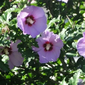 Minerva Rose of Sharon Althea Live Plant – 1 Gallon Pot – Outdoor Flowering Shrub - Image 1