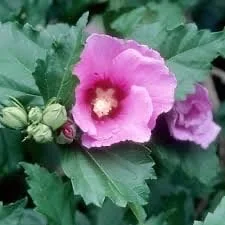 Minerva Rose of Sharon Althea Live Plant – 1 Gallon Pot – Outdoor Flowering Shrub - Image 4