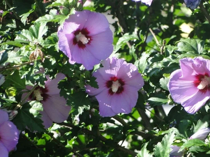 Minerva Rose of Sharon Althea Live Plant – 1 Gallon Pot – Outdoor Flowering Shrub - Image 1