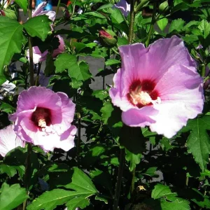 Minerva Rose of Sharon Live Plant – Quart Pot – Violet-Blue Flowering Shrub – Outdoor Hedge - Image 2