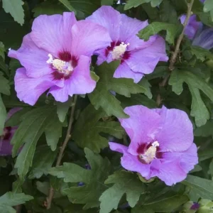 Minerva Rose of Sharon Live Plant – Quart Pot – Violet-Blue Flowering Shrub – Outdoor Hedge - Image 3