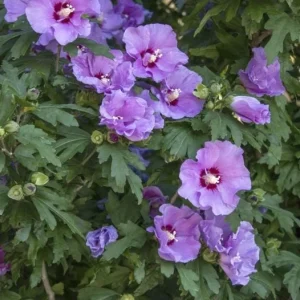 Minerva Rose of Sharon Live Plant – Quart Pot – Violet-Blue Flowering Shrub – Outdoor Hedge - Image 4