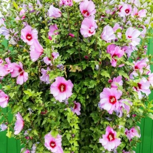 Minerva Rose of Sharon Live Plant – Quart Pot – Violet-Blue Flowering Shrub – Outdoor Hedge - Image 5