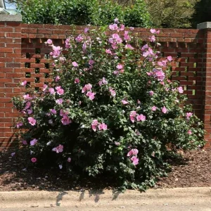 Minerva Rose of Sharon Live Plant – Quart Pot – Violet-Blue Flowering Shrub – Outdoor Hedge - Image 6
