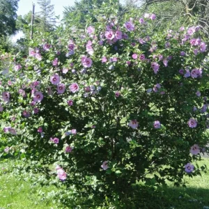 Minerva Rose of Sharon Live Plant – Quart Pot – Violet-Blue Flowering Shrub – Outdoor Hedge - Image 9