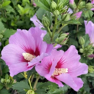 Minerva Rose of Sharon Live Plant – Quart Pot – Violet-Blue Flowering Shrub – Outdoor Hedge - Image 1