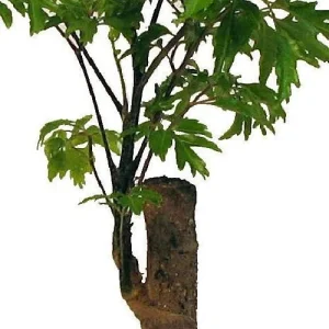 Ming Aralia Pre-Bonsai Tree - Polyscias fruticosa Live Plant - Indoor - 4" Pot - Image 2