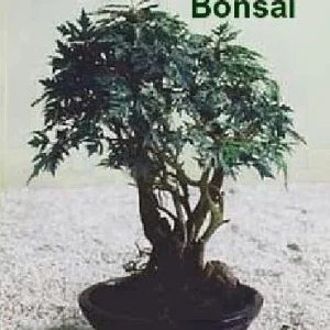Ming Aralia Pre-Bonsai Tree - Polyscias fruticosa Live Plant - Indoor - 4
