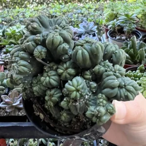 Ming Thing Cactus - Cereus Forbesii Monstrose Live Plant - Rare Cactus - 2.5