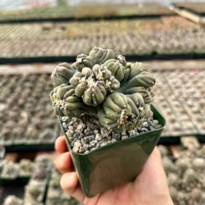 Ming Thing Cactus - Cereus Forbesii Monstrose Live Plant - Rare Cactus - 2.5
