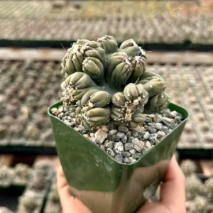 Ming Thing Cactus - Cereus Forbesii Monstrose Live Plant - Rare Cactus - 2.5