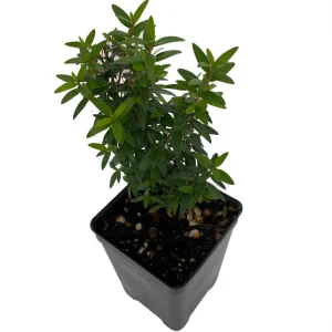 Mini Biblical Myrtle communis 'Minima' Live Plant - 2.5" Pot - Indoor/Outdoor - Image 2