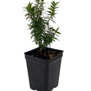 Mini Biblical Myrtle communis 'Minima' Live Plant - 2.5" Pot - Indoor/Outdoor - Image 1