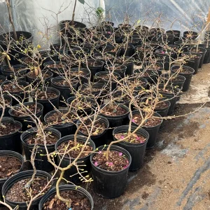 Mini Chrysanthemum Bonsai Live Plant – 25-40 Petal Flowers – Indoor/Outdoor - Image 2