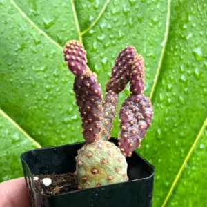 Mini Cinnamon Cactus Live Plant - Opuntia Rufida Minima Succulent - 2'' or 4'' Pot - Image 3