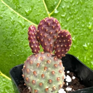 Mini Cinnamon Cactus Live Plant - Opuntia Rufida Minima Succulent - 2'' or 4'' Pot - Image 1