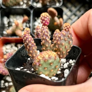 Mini Cinnamon Cactus Live Plant - Opuntia Rufida Minima Succulent - 2'' or 4'' Pot - Image 5