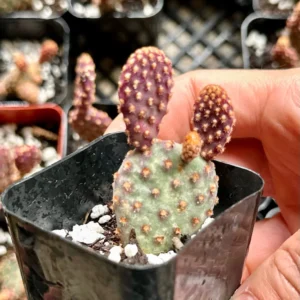 Mini Cinnamon Cactus Live Plant - Opuntia Rufida Minima Succulent - 2'' or 4'' Pot - Image 7