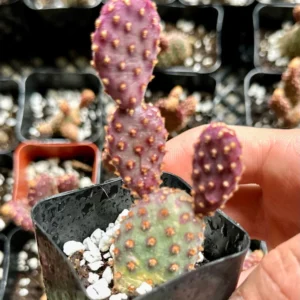 Mini Cinnamon Cactus Live Plant - Opuntia Rufida Minima Succulent - 2'' or 4'' Pot - Image 8