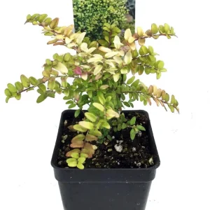 Mini Golden Privet - 2.5" Pot - Fairy Garden Plant or Bonsai - Image 1
