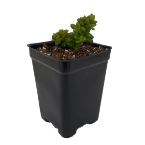 Mini Me Jelly Bean Succulent Plant - Sedum rubrotinctum Live Plant - 2.5" Pot - Image 2