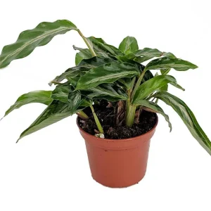 Mini Prayer Plant Calathea Gay Feather - Live Plant - 2.5" Pot - Indoor - Image 1
