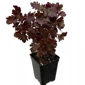 Mini Red Leaf Coleus Live Plant – Potted Houseplant – 2.5" Pot – Indoor - Image 1
