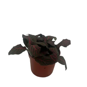 Mini Red Veined Nerve Plant – Fittonia – Live House Plant – 2.5 inch Pot – Indoor - Image 4