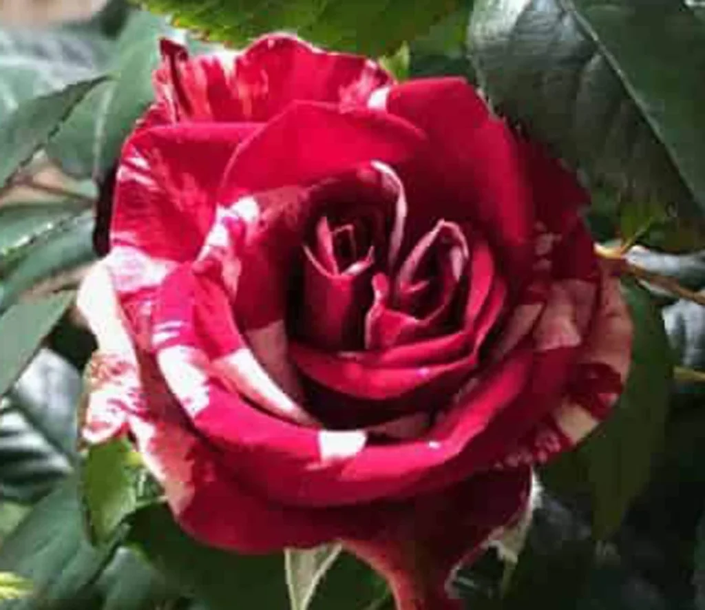 Live Rse Mini Rose Live Plant - Red & Pink Blooms, 6