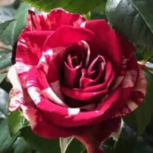 Mini Rose Live Plant – Red & Pink Blooms – 6" Tall – 3.5" Pot – Outdoor Perennial - Image 2