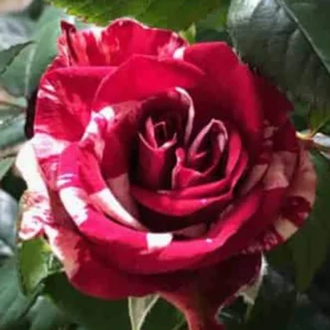 Mini Rose Live Plant – Red & Pink Blooms – 6" Tall – 3.5" Pot – Outdoor Perennial - Image 1