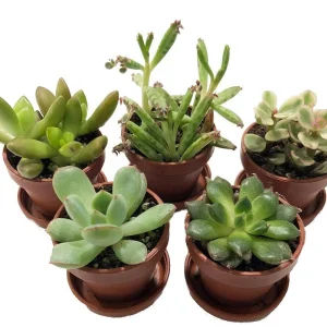 Mini Succulent Collection Live Plants – 5 Assorted 1-inch Potted Succulents with Saucers – Indoor Fairy Garden & Terrarium Plants - Image 2