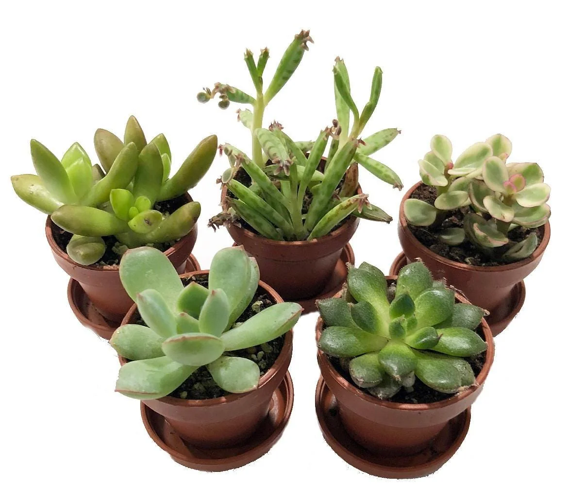 Mini Succulent Collection Live Plants – 5 Assorted 1-inch Potted Succulents with Saucers – Indoor Fairy Garden & Terrarium Plants - Image 2