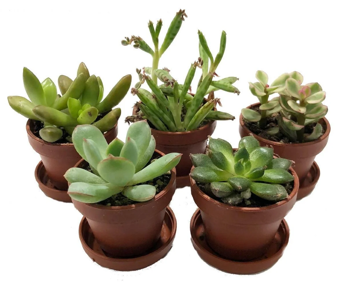Mini Succulent Collection Live Plants – 5 Assorted 1-inch Potted Succulents with Saucers – Indoor Fairy Garden & Terrarium Plants - Image 1