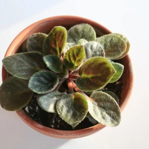 Miniature African Violet Live Plant - 3 Plants 2-inch Pot - Indoor Flowering - Image 2