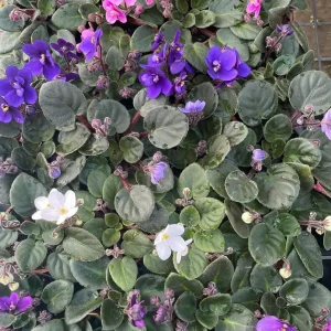 Miniature African Violet Live Plant - 3 Plants 2-inch Pot - Indoor Flowering - Image 4