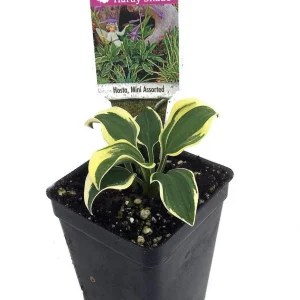 Miniature Hosta Live Plant - Fairy Garden & Perennial Bedding, 2.5" Pot - Image 1