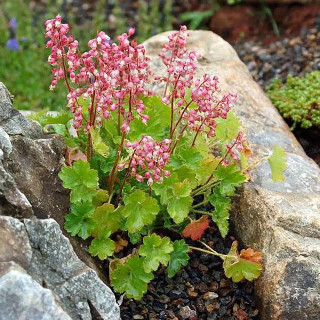 Miniature Pulchella Coral Bells - Heuchera Live Plant