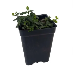 Miniature Wintercreeper Plant - Euonymus fortunei 'Kewensis' - 2.5" Pot - Image 2