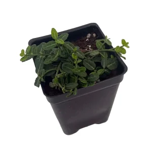 Miniature Wintercreeper Plant - Euonymus fortunei 'Kewensis' - 2.5" Pot - Image 1