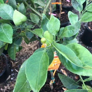 Minneola Tangerine Tree Grafted Live Plant - 5 Gallon, 4 Feet Tall, Bearing Fruit - Image 3