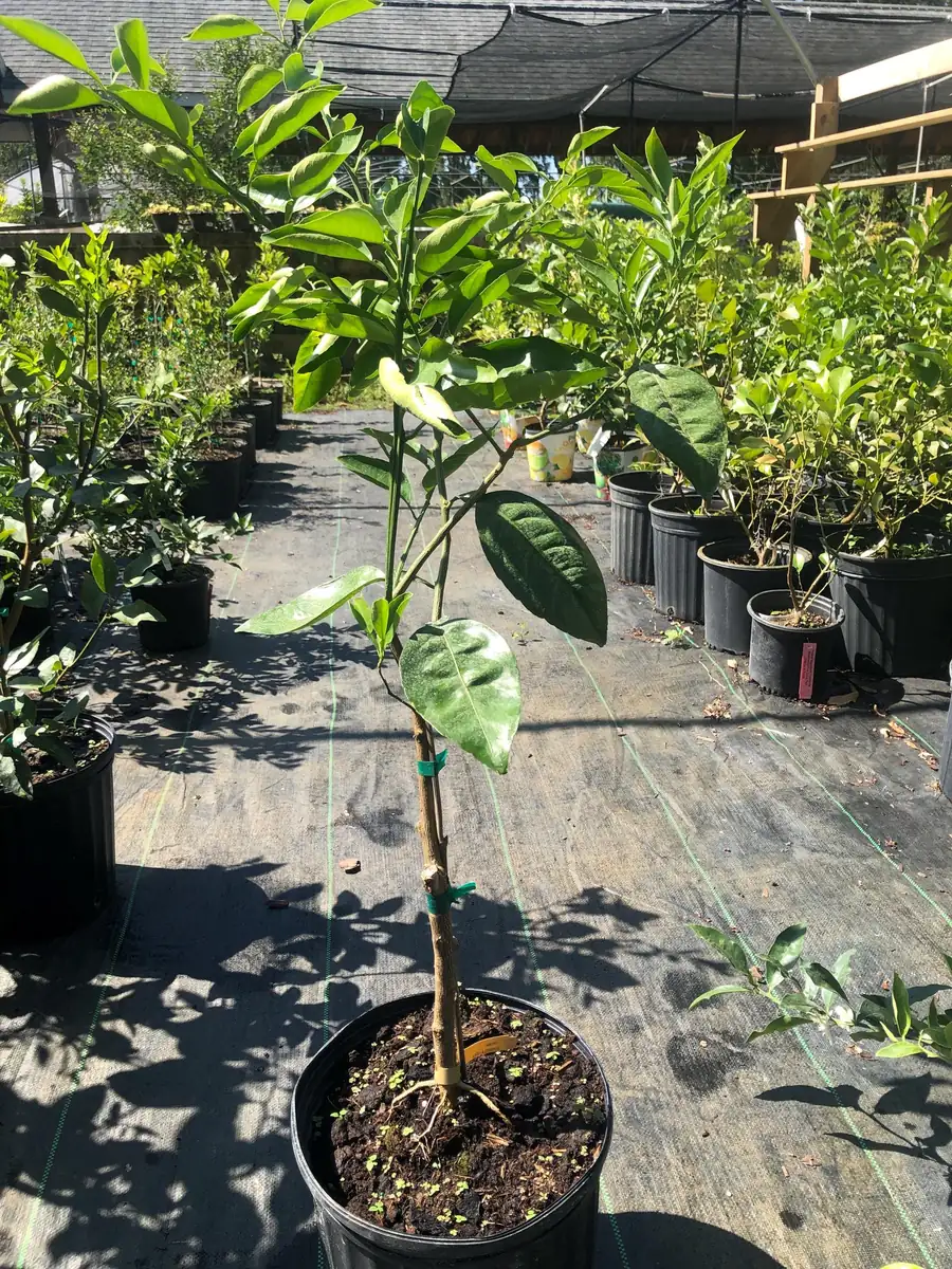 Minneola Tangerine Tree Live Plant – 3 Gallon Pot – 3 Feet Tall – Citrus - Image 2