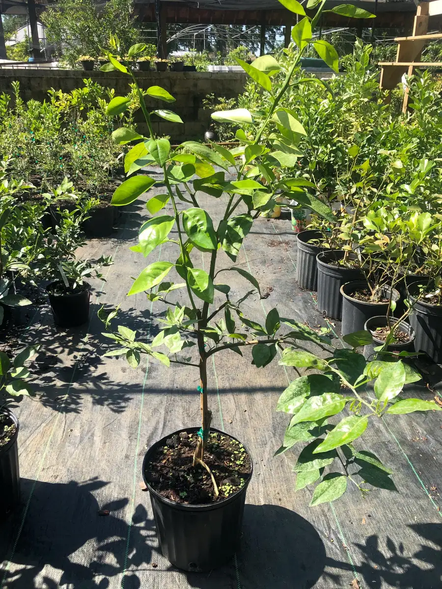 Minneola Tangerine Tree Live Plant – 3 Gallon Pot – 3 Feet Tall – Citrus - Image 3